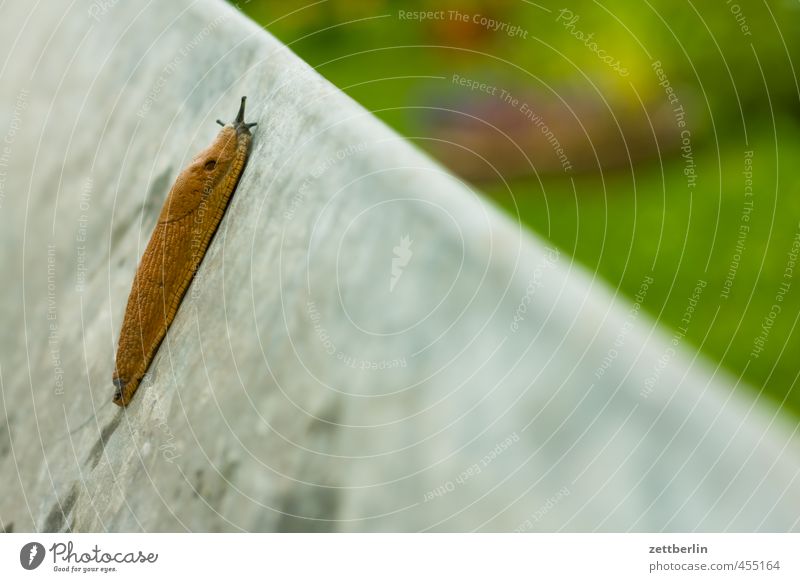 snail Garden Snail 1 Animal Crawl Conscientiously Patient Curiosity Interest Hope Belief Boredom garden pest group Mollusk night snail Plagues Crumpet