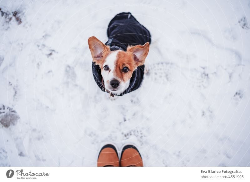 unrecognizable female feet boots walking on snowy landscape during winter. cute small hack russell dog wearing coat besides.hiking concept, top view woman