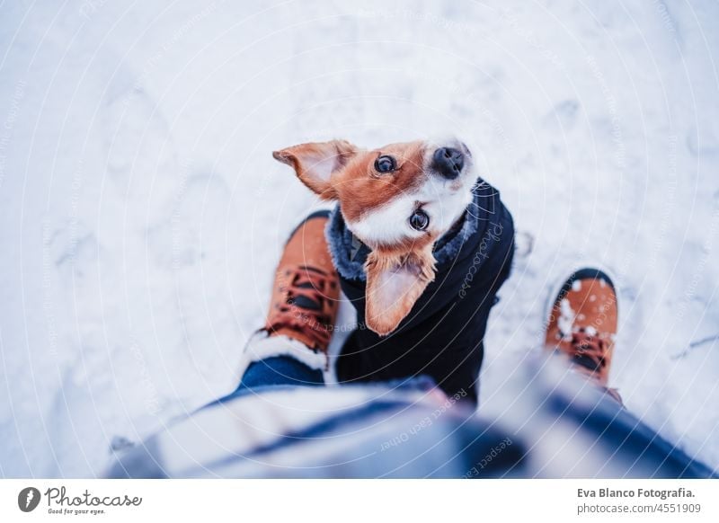 top view of cute jack russell dog wearing coat standing by owner legs on snowy landscape during winter, hiking and adventure with pets concept woman playing