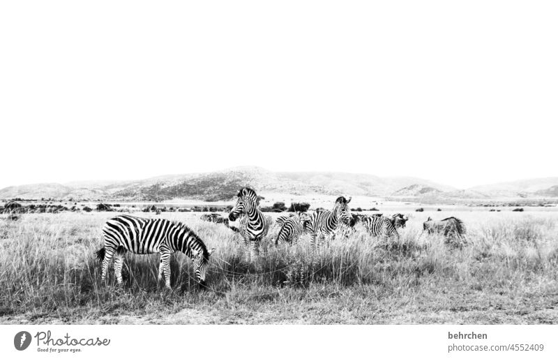 black and white especially Love of animals Wild Animal protection Black & white photo Vacation & Travel Tourism Trip Adventure Far-off places Freedom Zebra