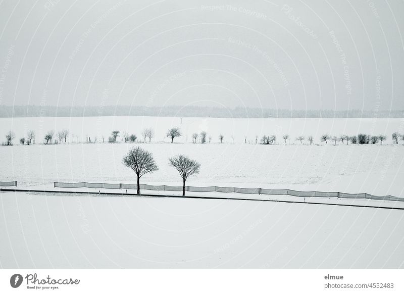 Birch in snow tranquillity - a Royalty Free Stock Photo from Photocase