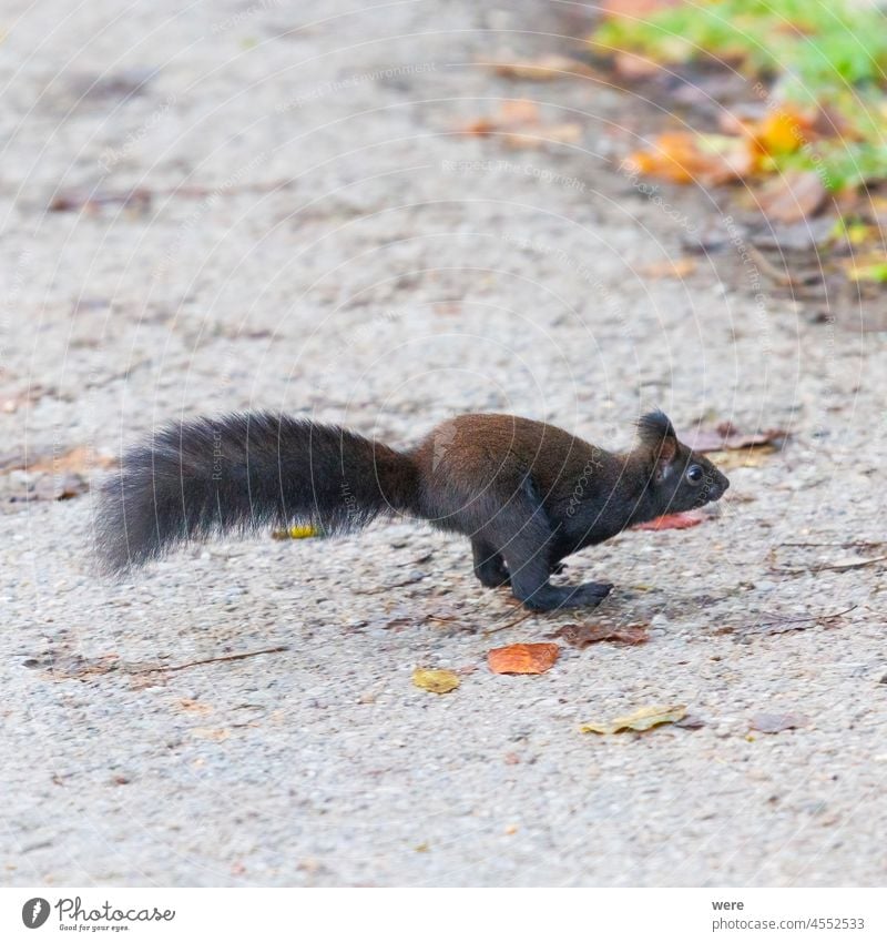 A squirrel is running across the street Animal Background European brown squirrel Sciurus vulgaris animal animal Theme animal in the wild branch branches