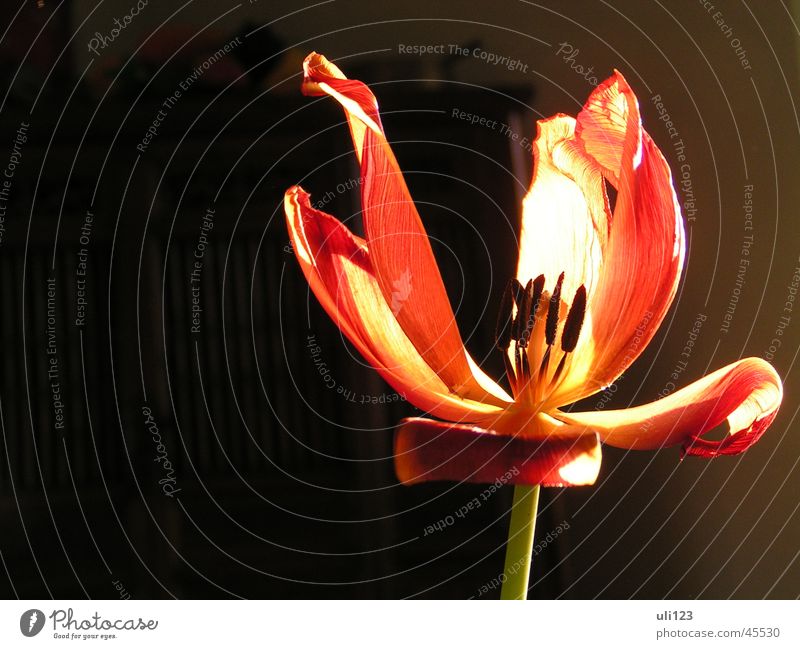 Wilted Beauty Flower Blossom Light Dark Tulip Sun Plant Macro (Extreme close-up)