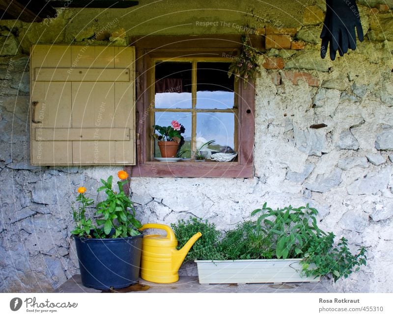 Still life with watering can Summer Mountain House (Residential Structure) Garden Nature Plant Blossom Foliage plant Pot plant Blossoming Hang Old Yellow Gray
