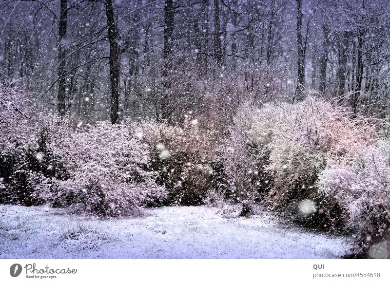 Snowflake magic Winter Snow covered hedges trees White pastel Snowfall snowflakes Snowscape Forest Trickle Exterior shot Winter mood Winter's day Snow layer