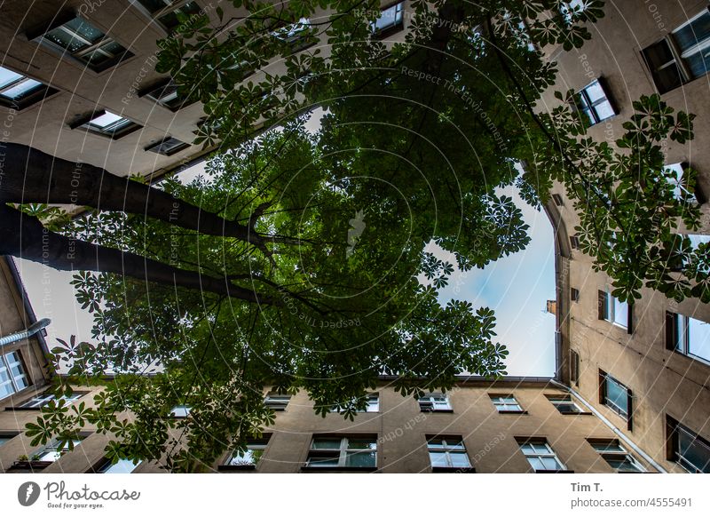 View upwards in a Berlin backyard Backyard Tree Old building unrefurbished Summer Colour photo House (Residential Structure) Town Old town Deserted