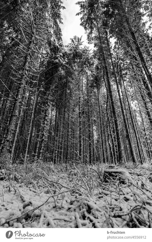 Trees with snow, winter forest, view upwards Winter forest trees Winter's day Winter mood Snow Cold Nature Forest Snowscape winter landscape black-and-white