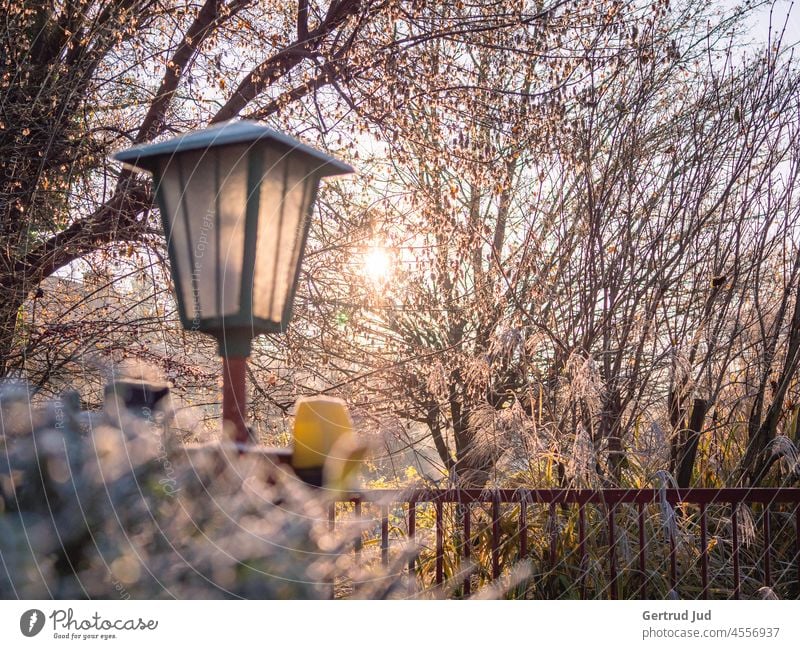 Street lamp in front of trees in hoarfrost in the morning sun leaves Ice Frost Autumn autumn colours Nature Plant Hoar frost Cold Winter Frozen Exterior shot