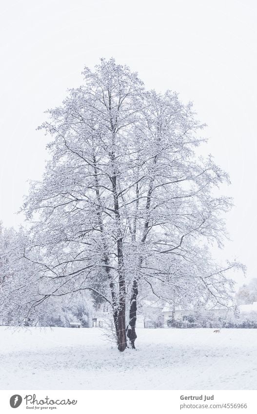 Winter wonderland - winter landscape covered with hoarfrost, a