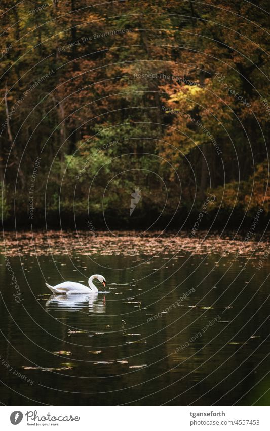 Swan in water in front of autumnal forest Mute swan Water Animal Bird White Grand piano Beak Exterior shot Wild animal Elegant Animal portrait Colour photo