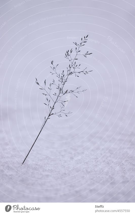 The onset of winter | a blade of grass in the snow | untouched © Snow Snow layer Untouched February snow-covered snowy chill haiku Winter's day Delicate