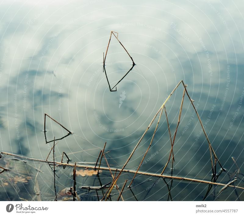 Fragile balance Landscape Nature Environment Water Surface of water Calm Wood Blade of grass Wild plant Deserted Copy Space top Copy Space bottom