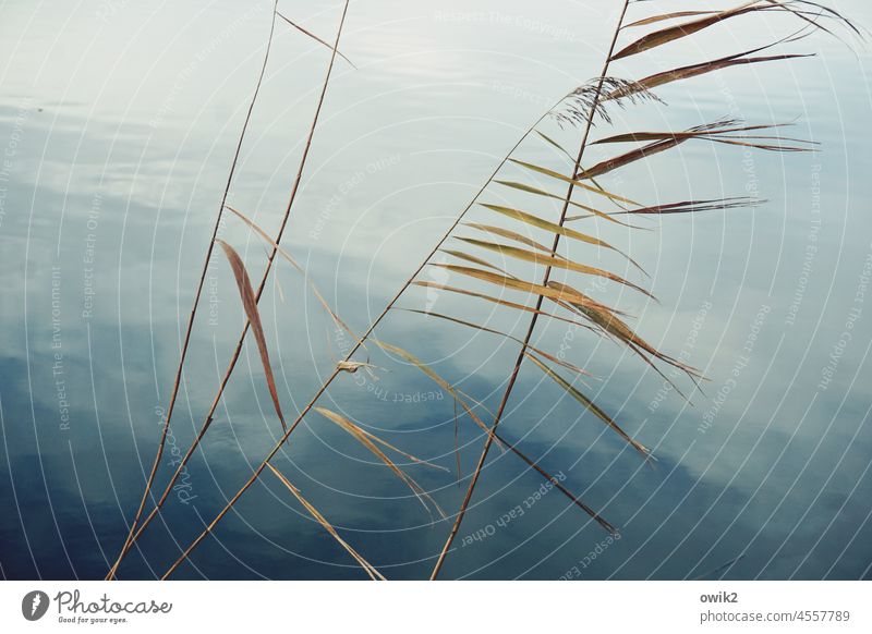 Autumn Stalks Landscape Nature Environment Water Surface of water Calm Wood Blade of grass Wild plant Deserted Copy Space top Copy Space bottom Copy Space left