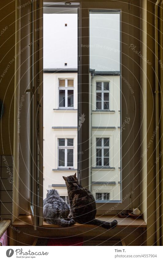 Two cats sit at the open window and look into the yard Berlin Prenzlauer Berg Cat hangover Window Brothers and sisters Backyard Interior courtyard Old building
