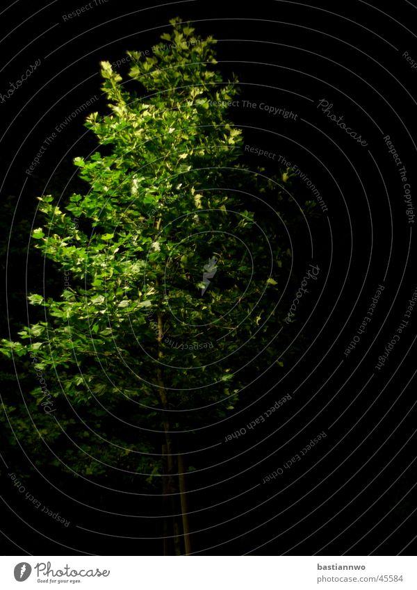 Green at night Tree Deciduous tree Night Long exposure Artificial light Calm