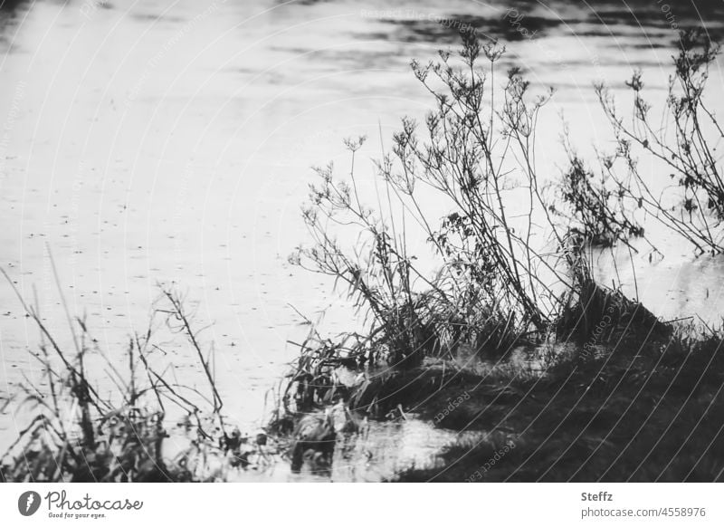 the floodplain - gray and quiet Aue Brook Little river River reed Common Reed Habitat reed grass January tranquillity Calm Gray winter silent Poetic haiku