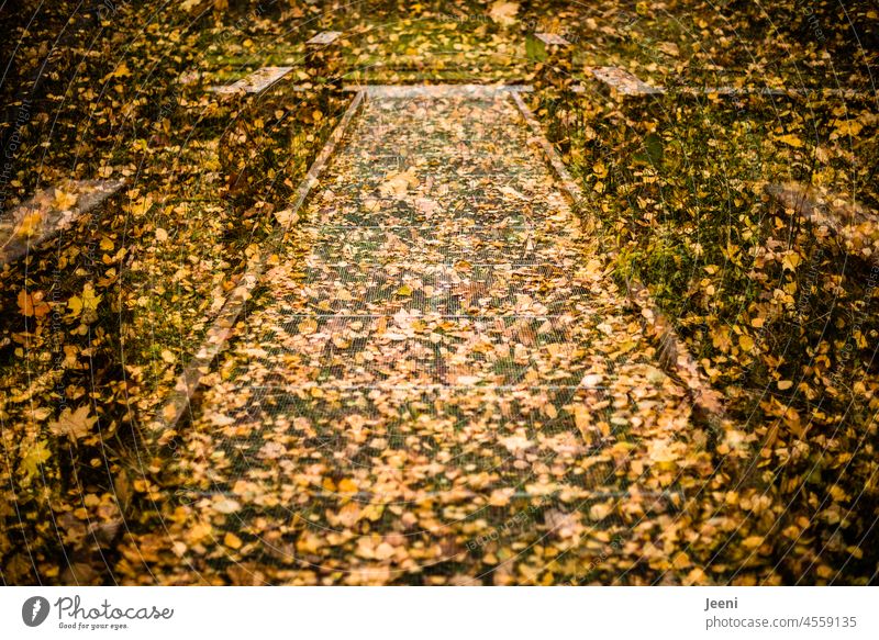Forest path in the rain of leaves Footbridge Lanes & trails off Wood wooden walkway Woodway foliage Deciduous forest Autumn Autumnal Autumn leaves Leaf leaf