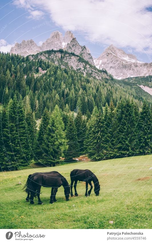 Black Friesian horses in a pasture meadow in the Alps in the summer friesian Horse black horses Pasture Meadow Summer mountains Austria