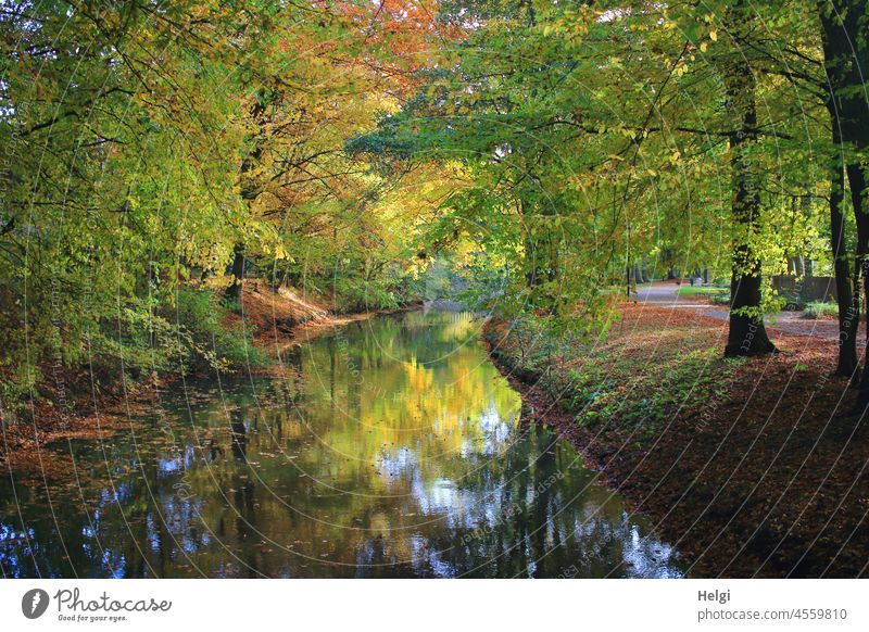 Autumn light - autumn coloured beech trees at the river with colourful reflection Autumnal colours Foliage colouring autumn mood River Tree Beech tree