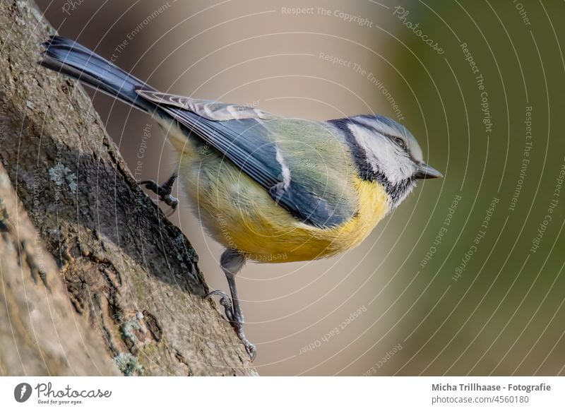 Blue tit on the lookout Tit mouse Cyanistes caeruleus Head Eyes Beak Claw Grand piano Plumed Feather Animal face Bird Wild animal Lookout Observe
