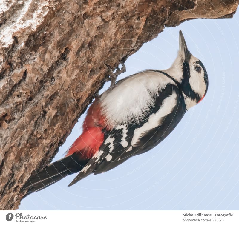 Great spotted woodpecker on tree trunk Spotted woodpecker Dendrocopos major Woodpecker Animal face Eyes Beak Head Grand piano Claw Plumed Feather Bird