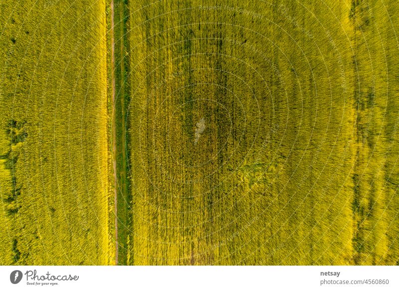Aerial top view photo from flying drone of a land with sown green fields in countryside in spring day. Land with grown plants of paddy aerial agriculture