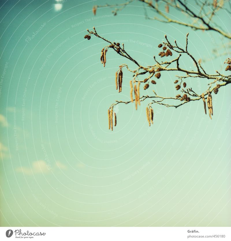 remainder Environment Nature Plant Sky Spring Tree Blossoming Growth Fresh Wild Blue Brown Idyll Calm Change Colour photo Exterior shot Detail Deserted
