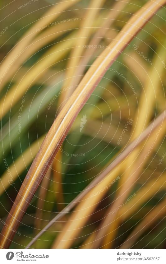 Drying grasses in close-up as an example of the beauty of nature in its colors and shapes Beauty & Beauty Nature Environment Grass Landscape Plant Exterior shot