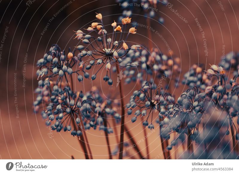 Wild onion flowers (Allium Cernuum ) Neutral Background blurriness Structures and shapes Macro (Extreme close-up) Detail Close-up Exterior shot Blue Blossoming