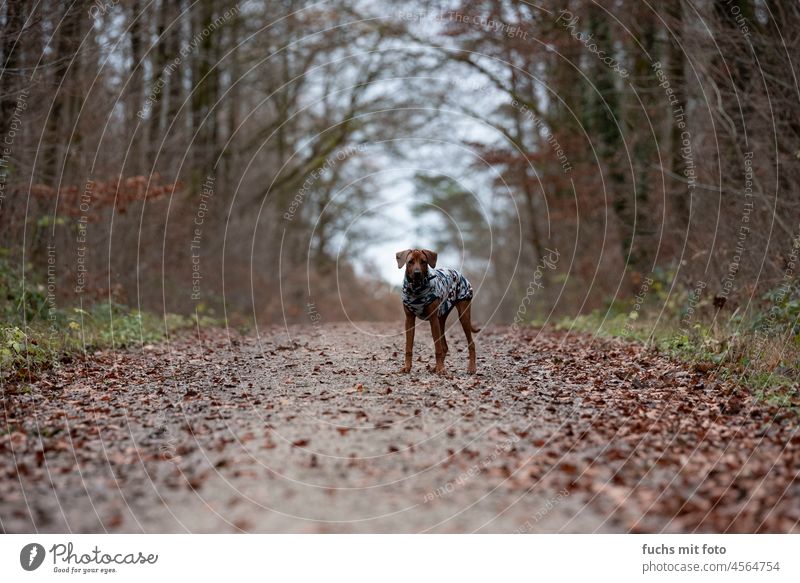 Rhodesian Ridgeback in forest with sweater, dog puppy in nature Dog Forest Autumn Puppy Nature Brown Looking Exterior shot Pet Animal portrait Walk the dog