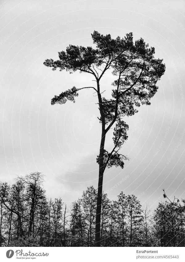 jutting Tree Forest Jawbone Nature Environment naturally Landscape Wood Black & white photo White Gray Branch Exterior shot