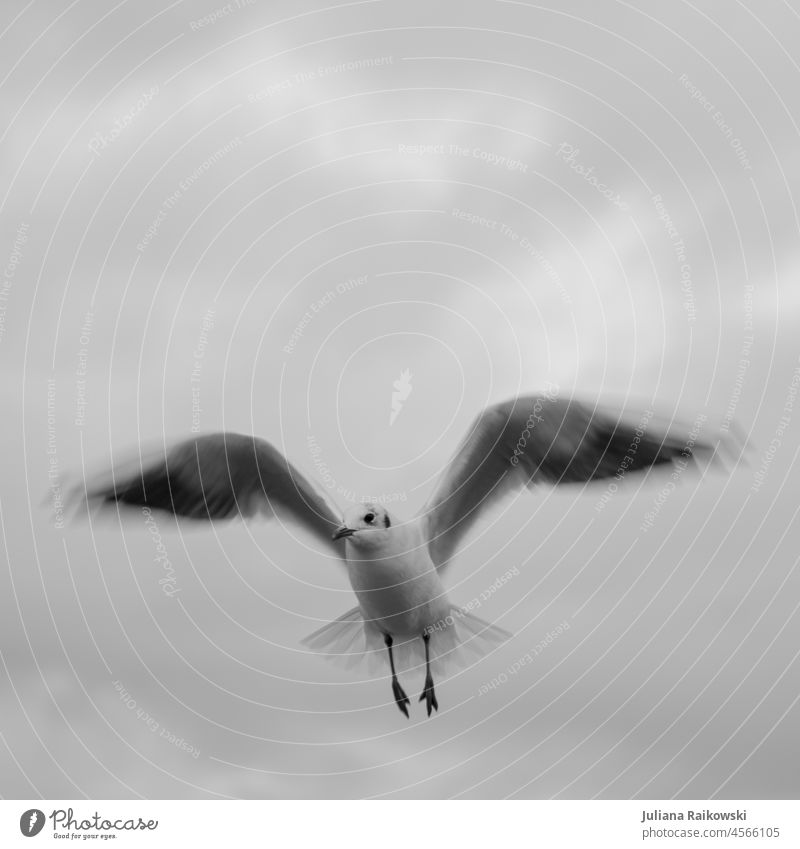 Flying seagull in black and white Wing span Wild animal Gull birds Exterior shot Air North Sea Vacation & Travel Bird Seagull Freedom Feather Animal coast