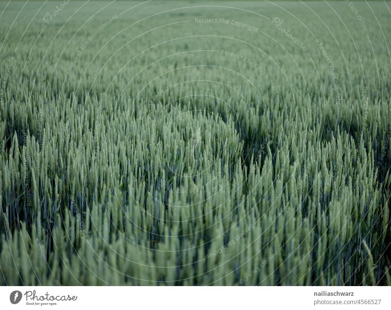 cornfield Wheat Wheatfield Field Grain Blue Agriculture Food Landscape country naturally Plant Summer Organic Harvest agriculturally Summertime green fields