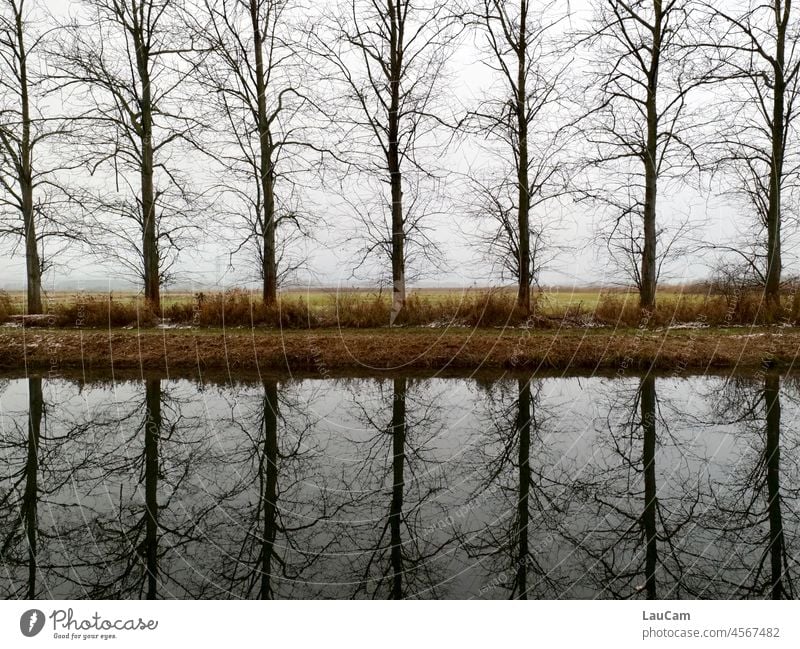 Tree or not tree? - Trees are reflected in the water trees reflection Reflections in the water River River bank Water Surface of water Water reflection