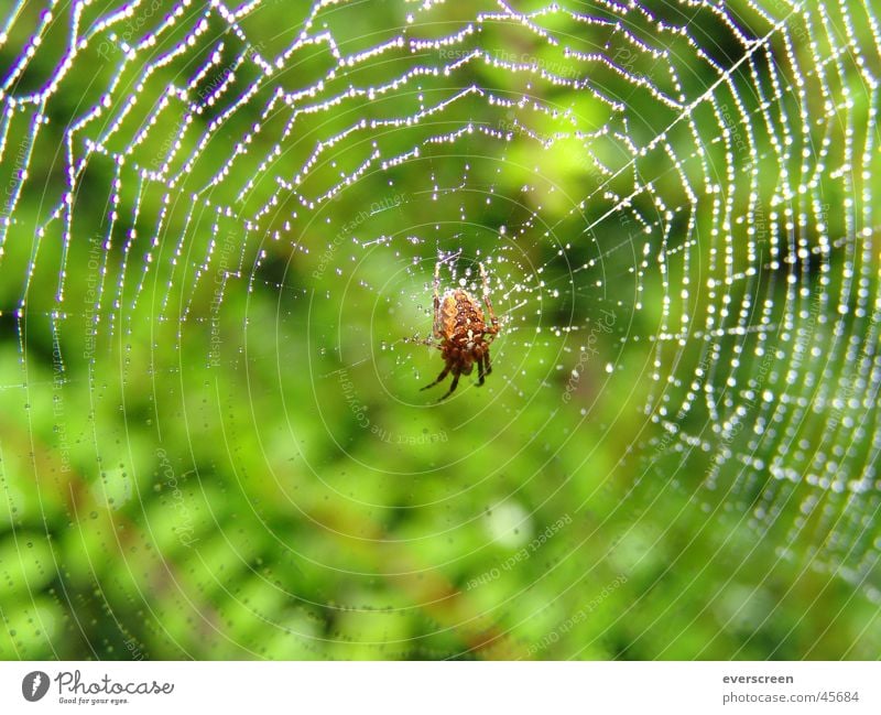 Morning dew in the spider's web Spider Spider's web Assassin Dew Wet Captured Shackled Stick Tarantula Maya the Bee 8 Spider legs Fingers Poison Brown Green