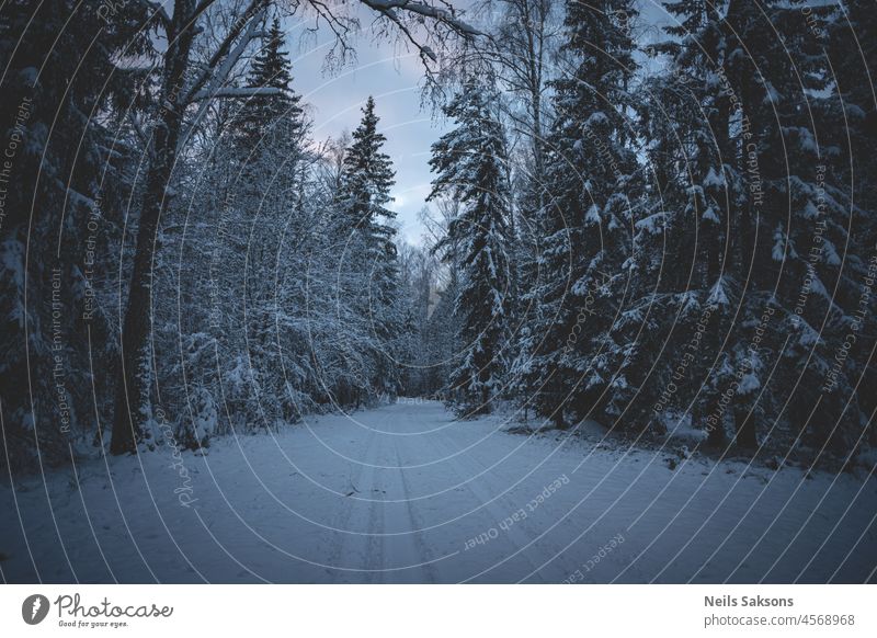 Winter Landscape With Fir Forest And Starry Sky Stock Photo