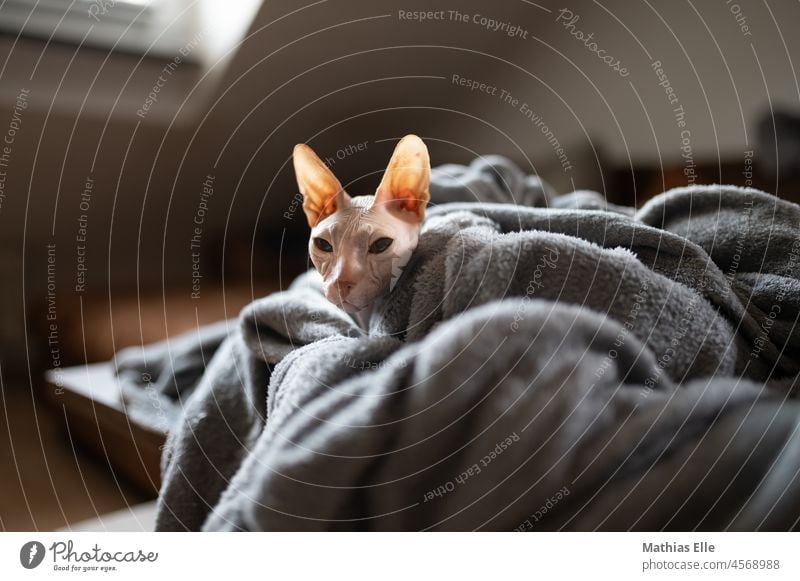 Naked hair cat under a blanket Watchfulness Love of animals furless Face Seldom Strange Ear naked cat Domestic cat Animal Exceptional Pet Cat Naked flesh crease