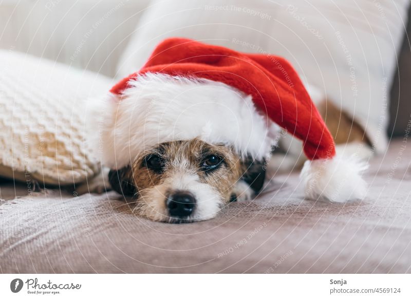 Small terrier dog with a red christmas cap Dog Christmas hat Christmas & Advent Pet Animal Red couch Lie see Animal portrait Brown 1 Funny Cute Friendship