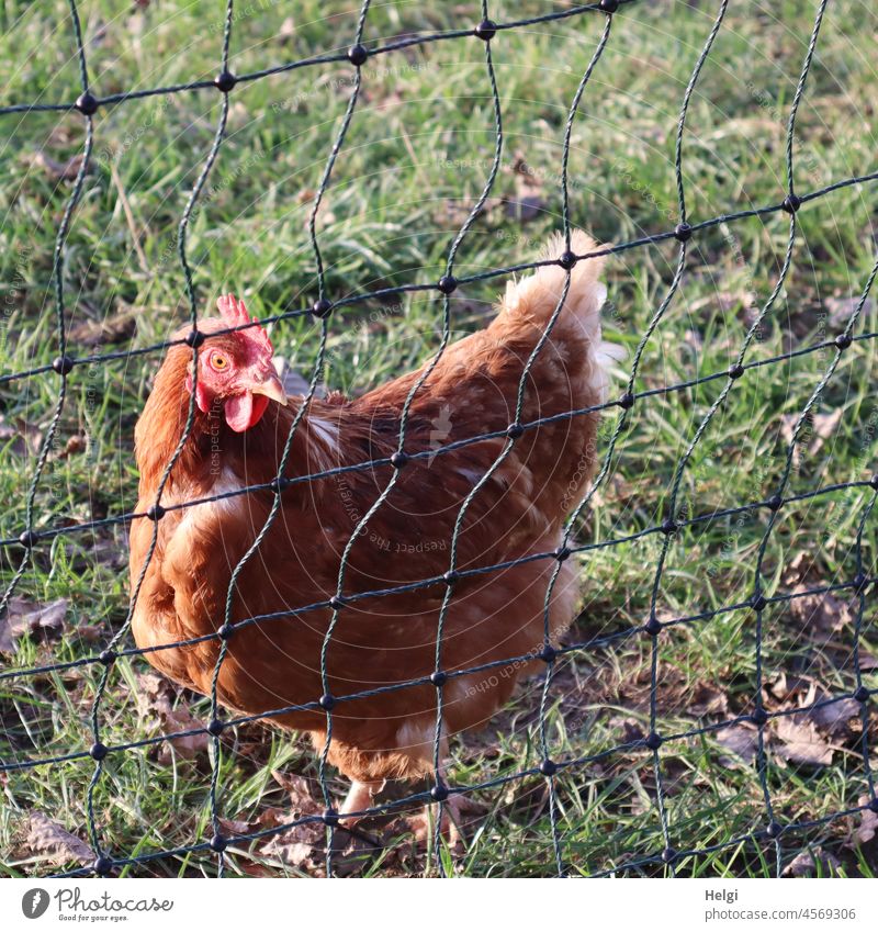happy chicken - a brown chicken stands on a meadow behind a fence Animal Barn fowl hen Agriculture Farm Meadow Free-range rearing Bird Poultry Farm animal