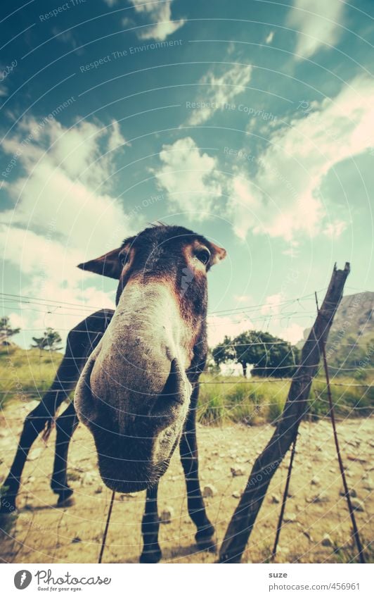 Howdy ass! Nature Landscape Animal Sky Clouds Summer Beautiful weather Meadow Pet Farm animal 1 Exceptional Brash Happiness Funny Curiosity Cute Donkey Fence