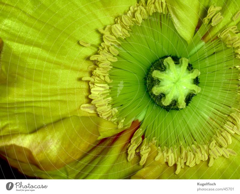 Solaris Flower Close-up Blossom Yellow Plant Part of the plant Poppy Green Pistil Sun