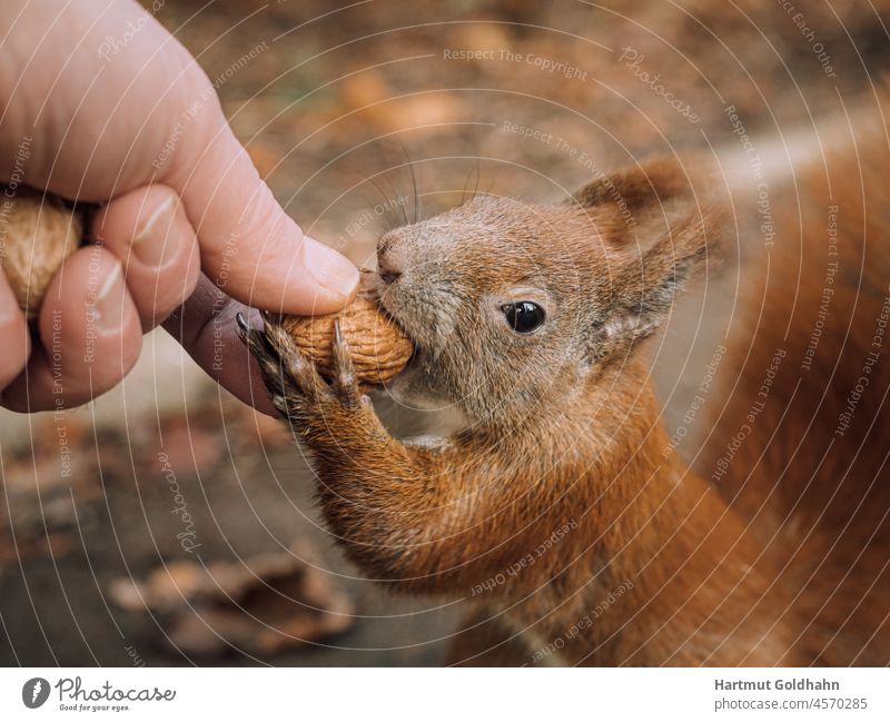Close-up of a red squirrel taking a nut from a hand with its front paws. Squirrel Animal Be confident Feeding Nut Hand Nature Red hunger rodent Wild animal