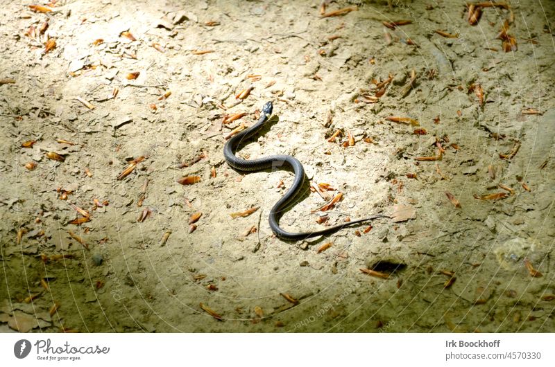 Slow worm in sunlight on forest floor Light Day Deserted Exterior shot Glittering Stone Wiggly line Colour photo Subdued colour Crawl Black Gray naturally Free