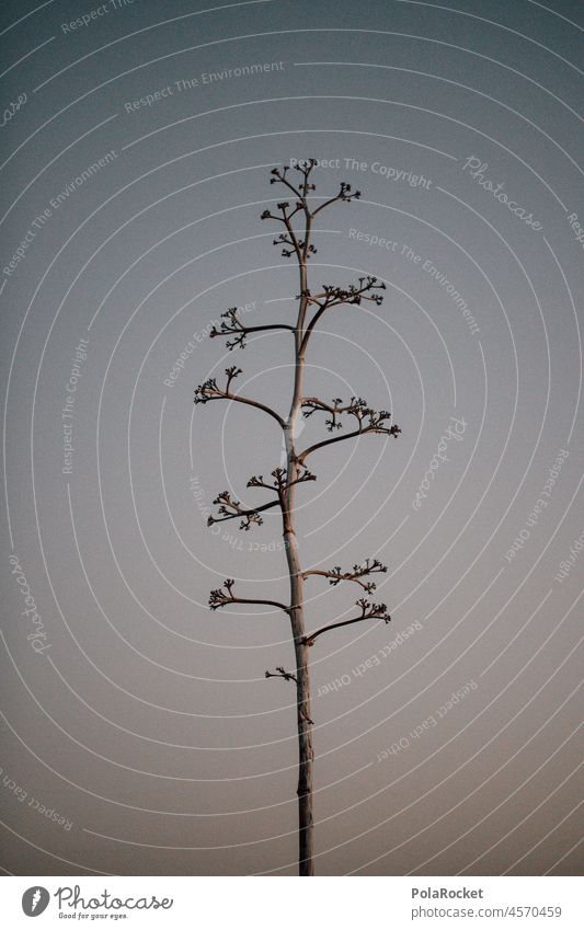 #A0# Agave IV Canary Islands Canaries Fuerteventura Succulent plants Close-up Thorn Green Nature Plant agave syrup Agave syrup Agave blossom agave plant