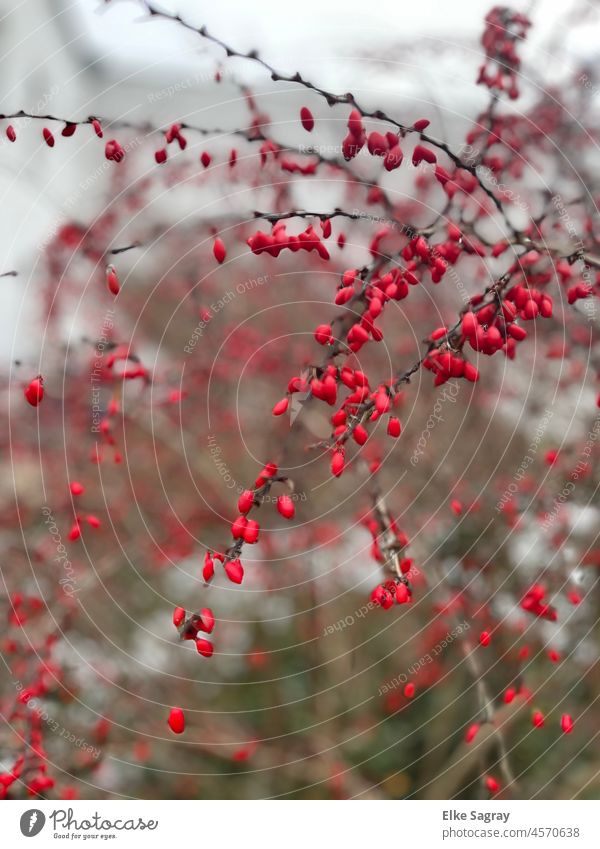 A splash of colour in winter - shrub with red flowers Nature Plant Colour photo Close-up Shallow depth of field blurriness Deserted Blossoming Detail