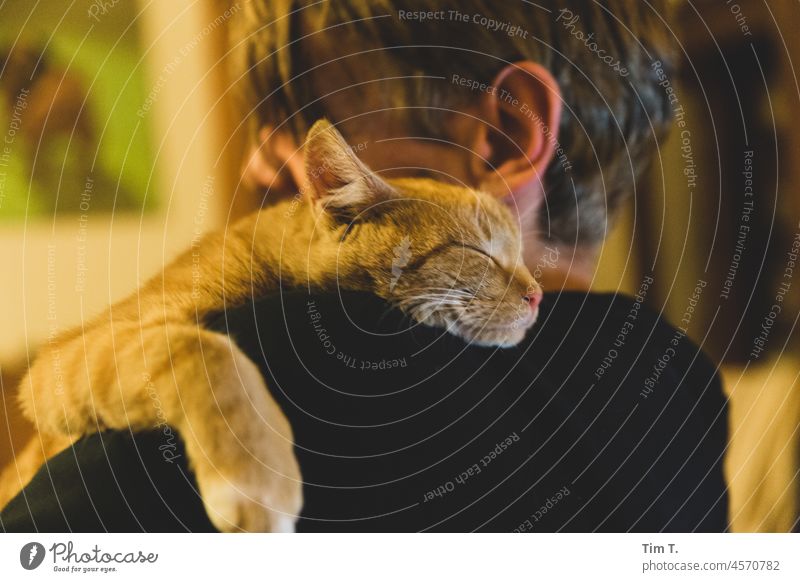 a man with a sleeping red cat on his shoulder hangover Red Cat Man Sleep relaxation Pet Animal Pelt Domestic cat Animal portrait Cuddly Colour photo Cute Lie
