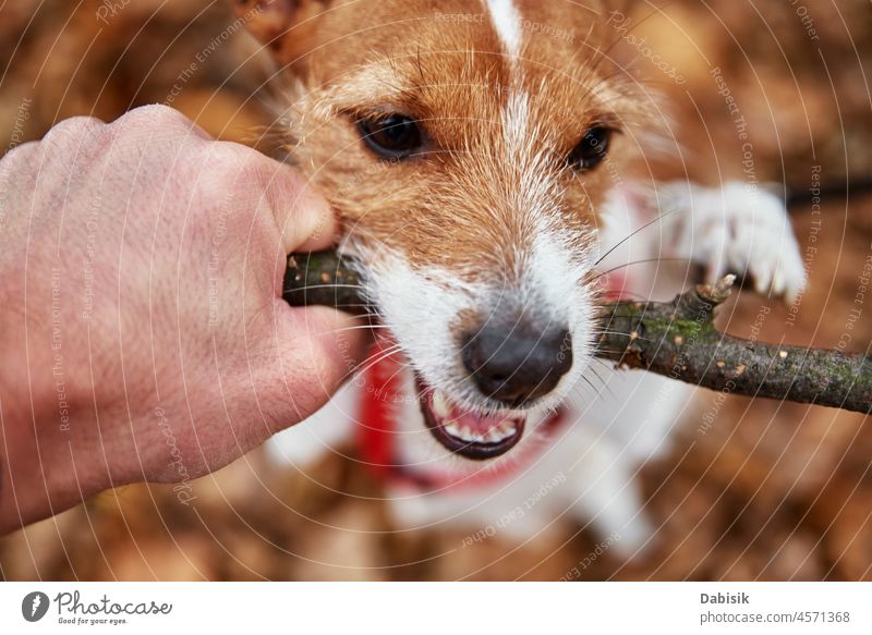 Dog play with a branch in autumn forest dog walk gnaw bite park teeth stick nature outdoor pet season outdoors animal breed canine cheerful domestic looking