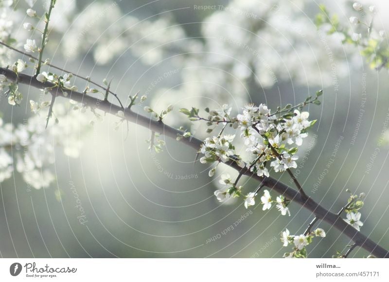 small spring poem Spring Twig Blossom Fruit trees Cherry blossom Plum blossom Apple blossom Blossoming Gray Green White flowering twig Exterior shot Deserted