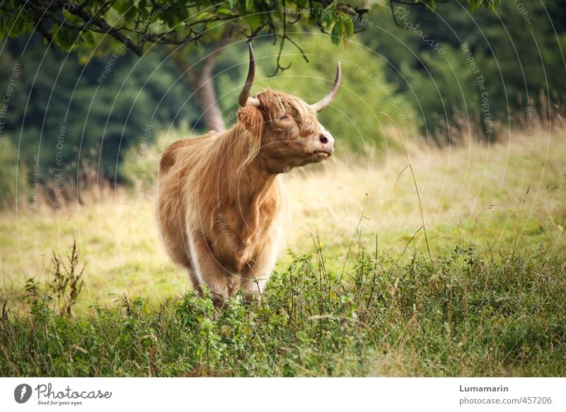 village beauty Agriculture Forestry Meadow Animal Farm animal Cow 1 Stand Esthetic Blonde Free Healthy Sustainability Natural Beautiful Wild Uniqueness