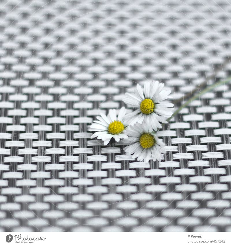 three thousand beautiful Plant Flower Near Yellow White Daisy Pattern 3 Leaf Spring Spring flower Love Gift Honeycomb pattern Beautiful Plowed Picked Bouquet